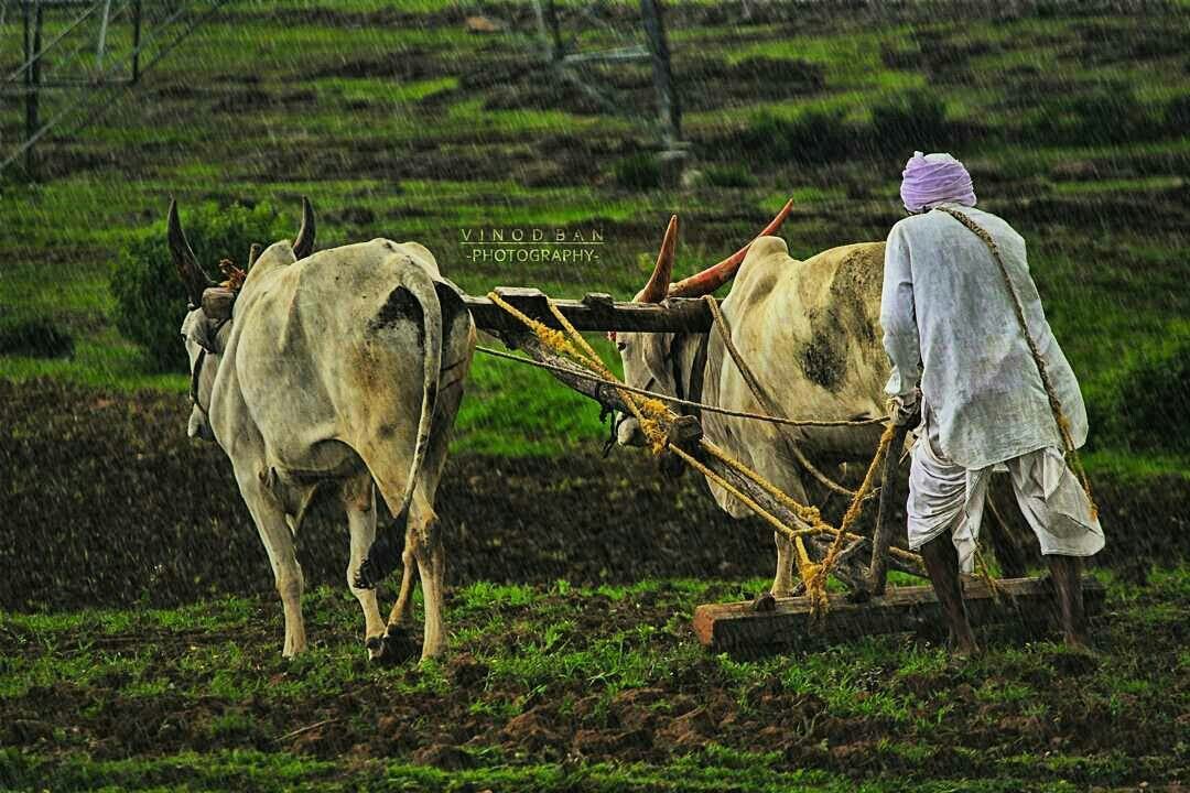 farmer